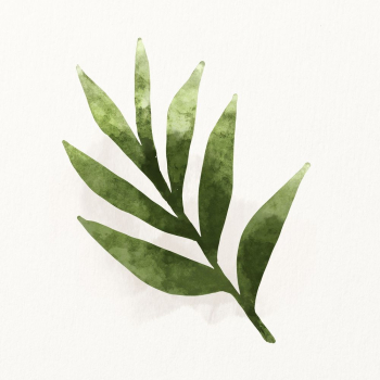 Watercolor sage illustration, herb drawing | Free Photo Illustration - rawpixel Watercolor sage illustration, herb drawing | Free Photo Illustration - rawpixel