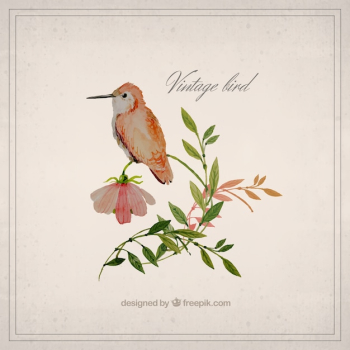 Watercolor vintage bird Watercolor vintage bird