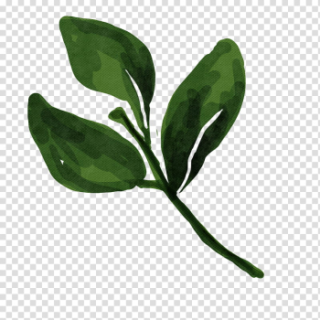 Watercolor vintage flowers , green leaf transparent background PNG clipart Watercolor vintage flowers , green leaf transparent background PNG clipart