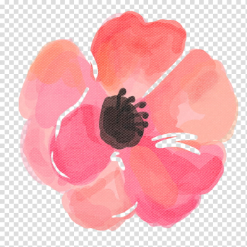 Watercolor vintage flowers , pink and black poppy flower illustration transparent background PNG clipart