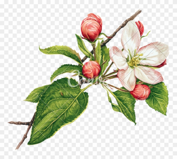 Watercolor With Apple Tree In Blossom - Apple Tree Blossoms Clip Art Watercolor With Apple Tree In Blossom - Apple Tree Blossoms Clip Art