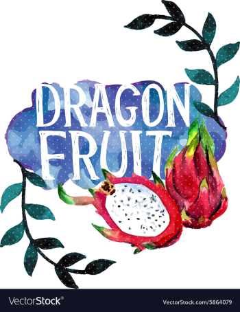 Watercolor with Dragon Fruit vector image Watercolor with Dragon Fruit vector image
