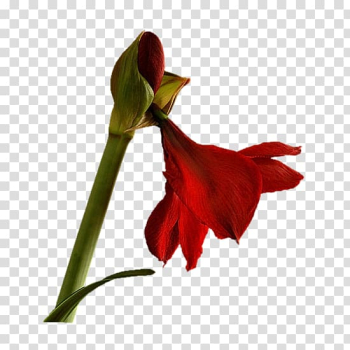 Watercolors for Beginners Flower Animation Watercolor painting, Red lily transparent background PNG clipart