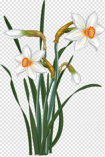 Watercolour Flowers Watercolor painting Drawing, Narcissus transparent background PNG clipart