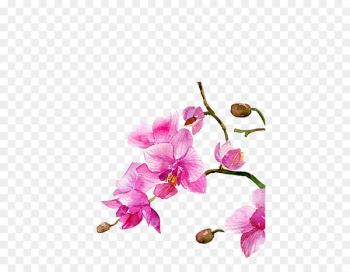 Watercolour Flowers Watercolor painting Drawing - Watercolor flowers 