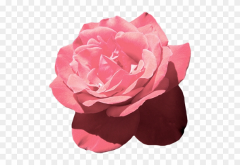 Waves - Aesthetic Transparent Tumblr Flower Waves - Aesthetic Transparent Tumblr Flower