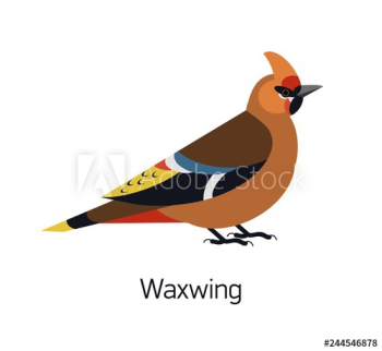 Waxwing isolated on white background Waxwing isolated on white background