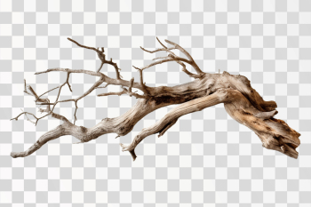 weathered wood branch, png transparent background