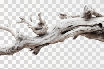 weathered wood branch, png transparent background