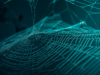 Web Close-up Photography Web Close-up Photography