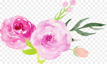 Wedding invitation Centifolia roses Garden roses Pink Flower - Hand-painted watercolor roses decorative elements 