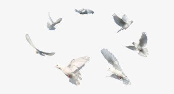 Wedding White Dove Png - Flying Dove Png Transparent Transparent ...