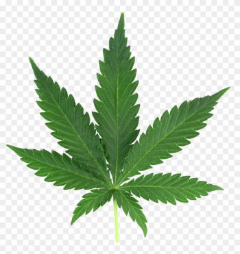 Weed Leaf - Cannabis Png