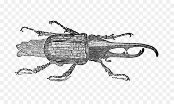 Weevil Beetle Vintage Drawing Goliathus - beetle Weevil Beetle Vintage Drawing Goliathus - beetle
