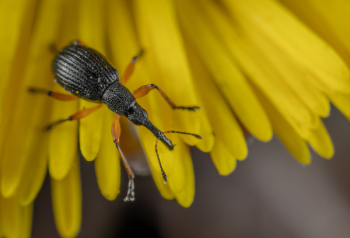 Weevil Closeup Photography Weevil Closeup Photography