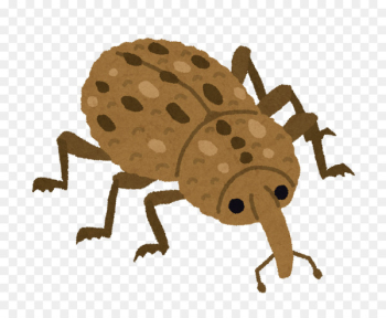 Weevil Varied carpet beetle Pest Sipalinus gigas - beetle Weevil Varied carpet beetle Pest Sipalinus gigas - beetle