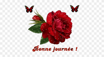 Welcome Rose Welcome Rose