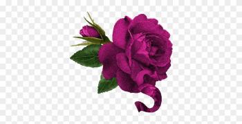 Welcome Rose Welcome Rose