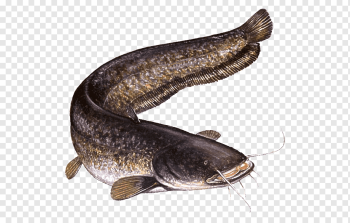 Wels catfish Oily fish Carp Hazard, graphe, animals, fauna, threat png Wels catfish Oily fish Carp Hazard, graphe, animals, fauna, threat png