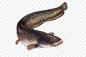 Wels catfish Oily fish Carp Hazard - photographe Wels catfish Oily fish Carp Hazard - photographe