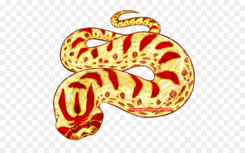 Western hognose snake Snakes Reptile Green anaconda - albino pattern 