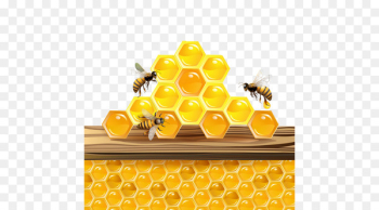Western honey bee Honeycomb Insect - bee 