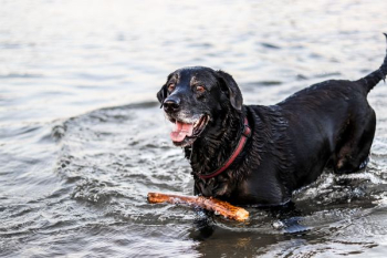 wet black dog playing with stick wet black dog playing with stick