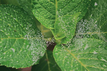 Wet Green Leaves Plant Wet Green Leaves Plant