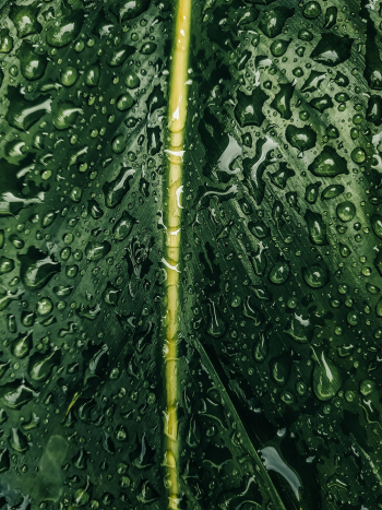 Wet Leaf Wet Leaf