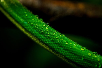Wet Snake Skin Wet Snake Skin