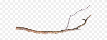 Wg-23 - Tree Branch Png