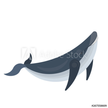 Whale animal Whale animal