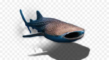 Whale shark Isla Holbox Basking shark - sharks Whale shark Isla Holbox Basking shark - sharks