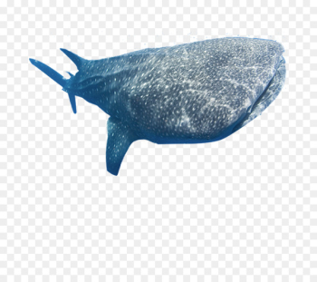 Whale shark Marine mammal Fish - whale 