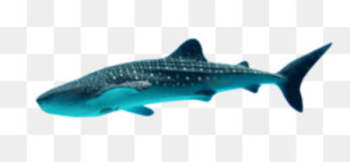 Whale shark - Marine whale shark Whale shark - Marine whale shark