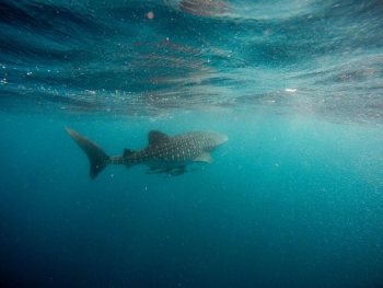 whale shark swimming underwater whale shark swimming underwater