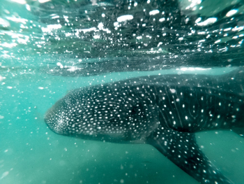 Whale Shark Underwater Whale Shark Underwater