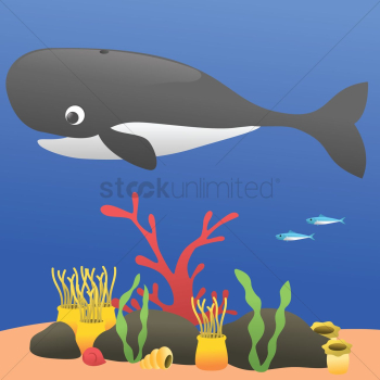 Whale underwater Whale underwater