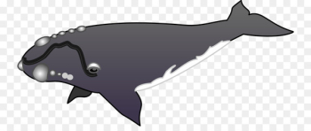 Whales, Cetaceans, Killer Whale, Whale, Sperm Whale PNG Whales, Cetaceans, Killer Whale, Whale, Sperm Whale PNG
