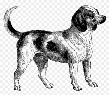 What An Adorable Vintage Image Of A Beagle I Created - What An Adorable Vintage Image Of A Beagle I Created