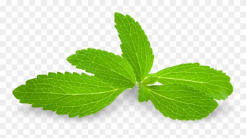 What Is Stevia - Stevia Leaf Transparent