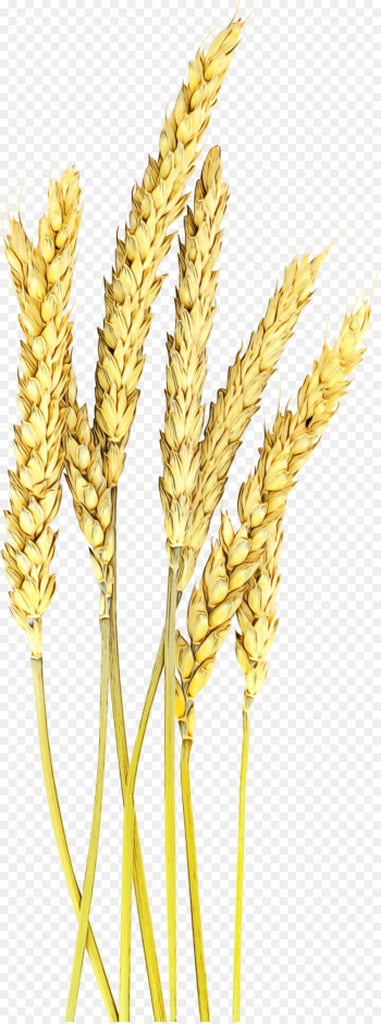 Wheat Wheat