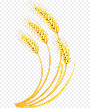 Wheat Wheat