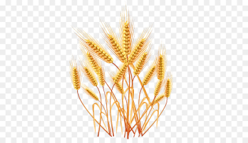 Wheat Wheat