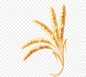 Wheat Adobe Illustrator Ear - Golden wheat Wheat Adobe Illustrator Ear - Golden wheat
