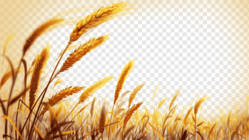 Wheat, Beautiful golden wheat field, wheat plant shallow focus, golden Frame, image File Formats, graphic png