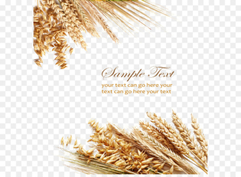 Wheat berry Cereal Grain Ear - Textured wheat elements Wheat berry Cereal Grain Ear - Textured wheat elements