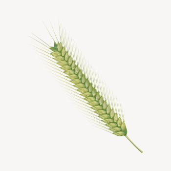 Wheat branch clipart, botanical illustration. | Free Photo - rawpixel Wheat branch clipart, botanical illustration. | Free Photo - rawpixel