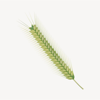 Wheat branch clipart, botanical illustration | Free Vector - rawpixel Wheat branch clipart, botanical illustration | Free Vector - rawpixel