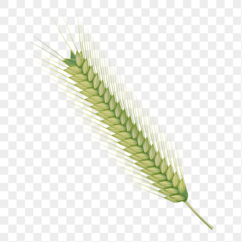 Wheat branch png sticker, botanical | Free PNG - rawpixel Wheat branch png sticker, botanical | Free PNG - rawpixel
